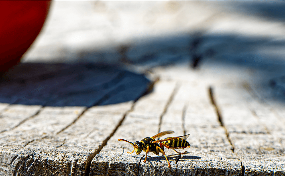 Jak wyeliminować gniazdo os na balkonie? Sposoby