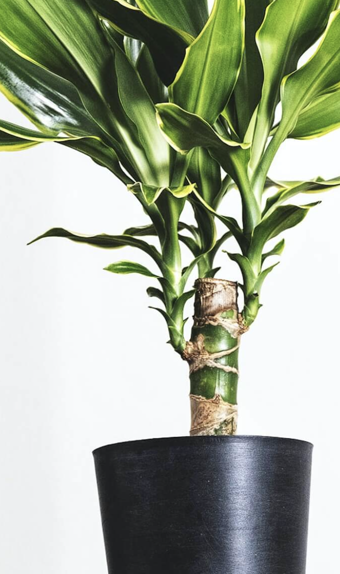 Dracena