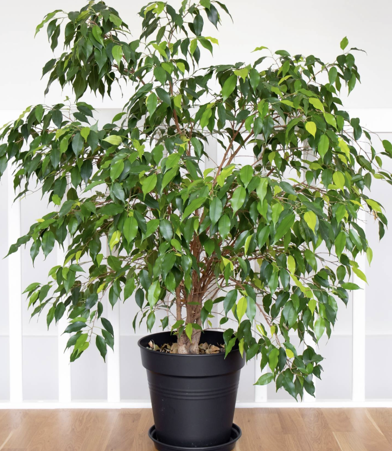 Fikus benjamina
