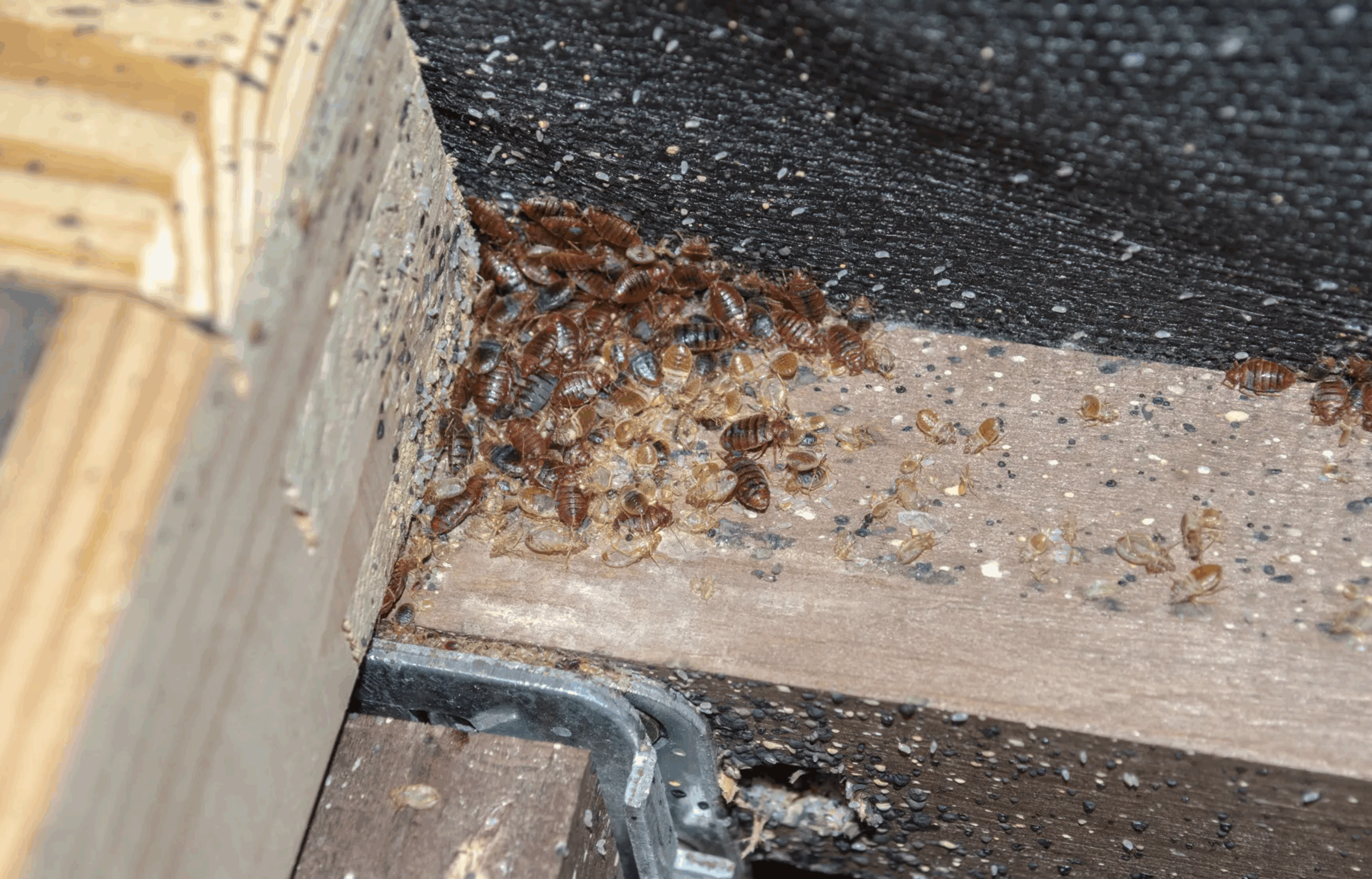 4 sygnały, że masz w domu pluskwy (i jak to szybko sprawdzić)